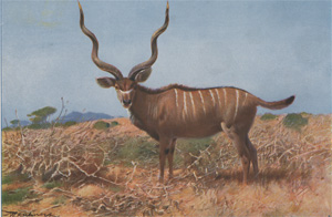 Kudu